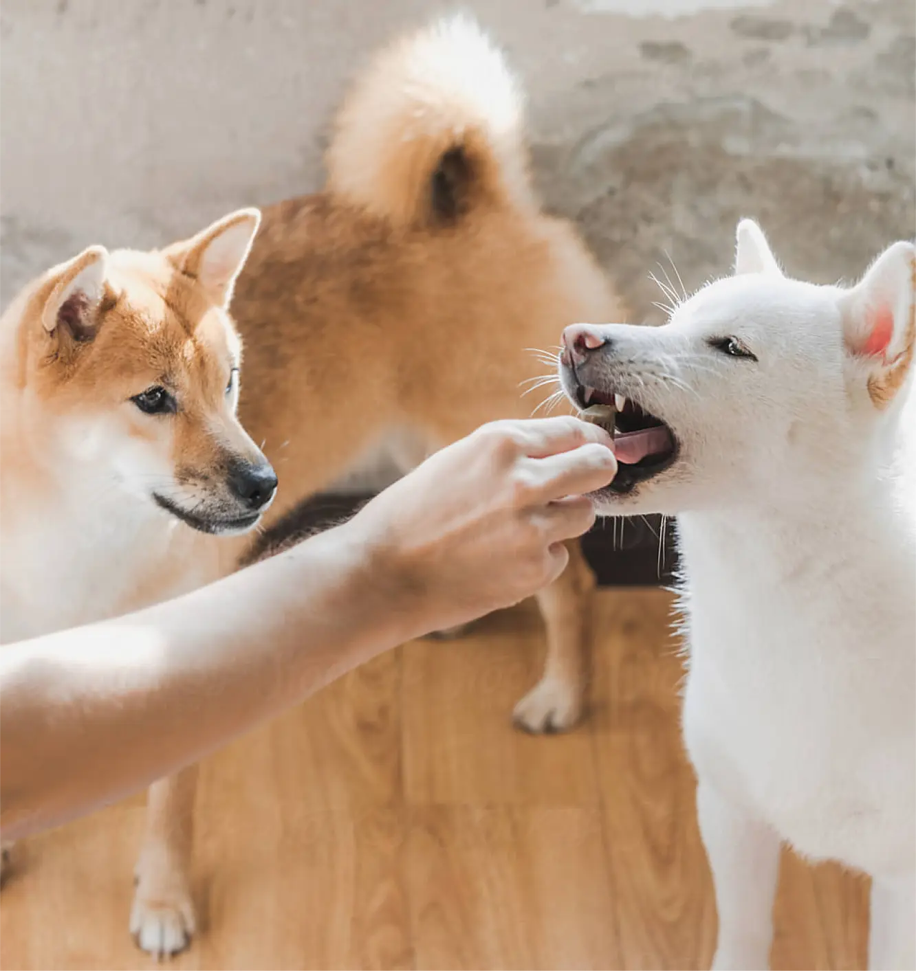 A person feeds a treat to a white Shiba Inu while a brown Shiba Inu watches nearby. Both dogs stand on a wooden floor with sunlight shining in.